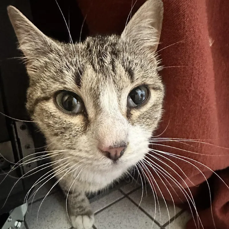 A young small-sized female Gray / Blue / Silver Domestic Short Hair cat named Idaho for adoption in Brooklyn, NY