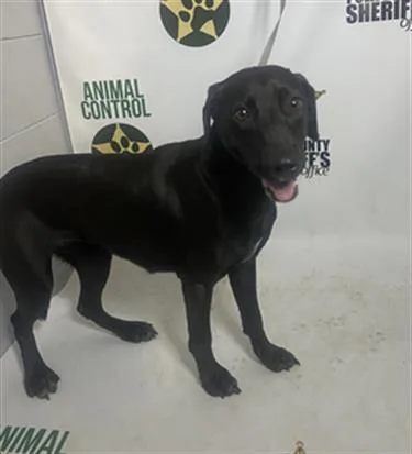 An adult medium-sized female Labrador Retriever dog named Maisy for adoption in Winter Haven, FL
