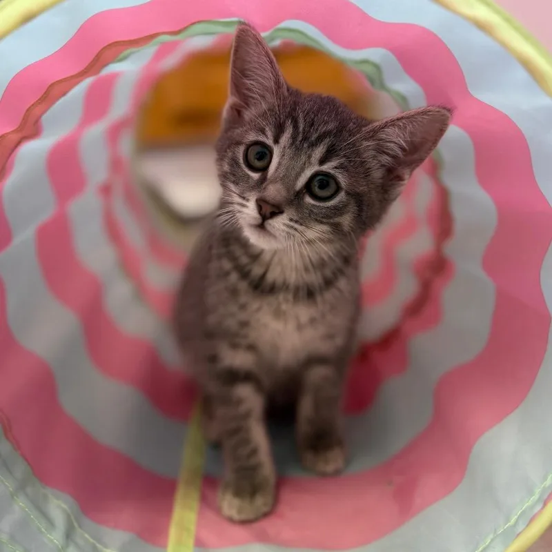 A baby medium-sized female Tabby (Gray / Blue / Silver) Domestic Short Hair cat named Alps for adoption in Fenton, MI
