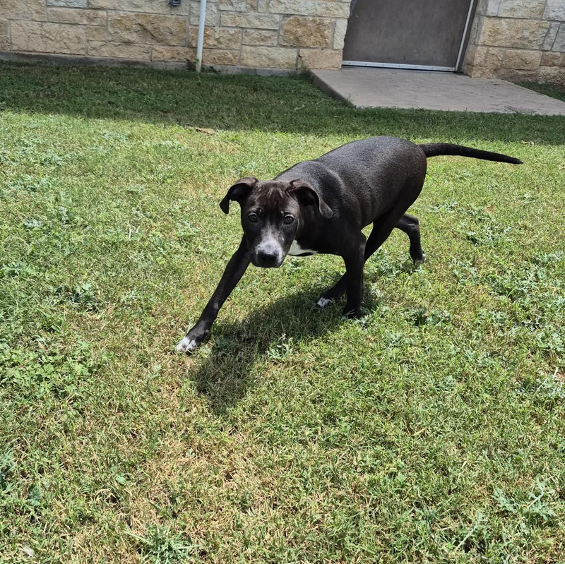 A young medium-sized male Mixed Breed dog named Asteroid for adoption in Schertz, TX