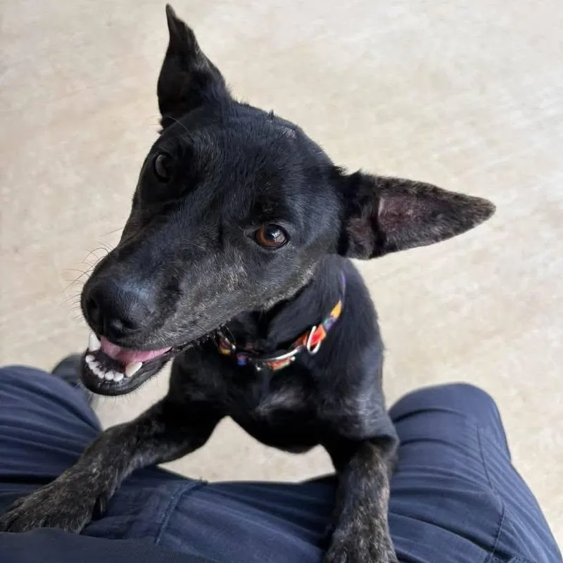 A young small-sized female Black Mixed Breed dog named Cuddles for adoption in Llano, TX