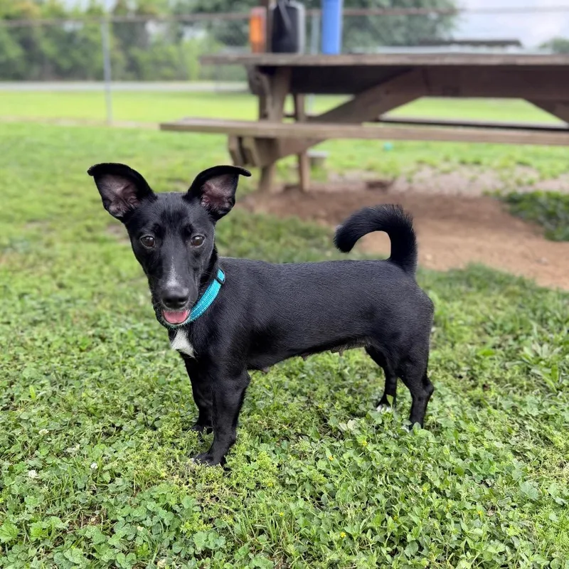An adult small-sized female Black Dachshund dog named Bags for adoption in Carencro, LA