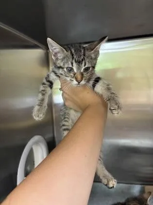 A baby small-sized female Domestic Short Hair cat named Husky for adoption in Independence, MO