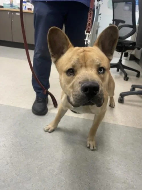 A young medium-sized male Carolina Dog dog named Vista for adoption in Chatsworth, CA