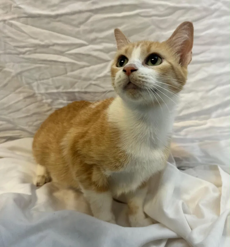 An adult medium-sized female Tabby (Orange / Red) Tabby cat named Bella for adoption in Margate, FL