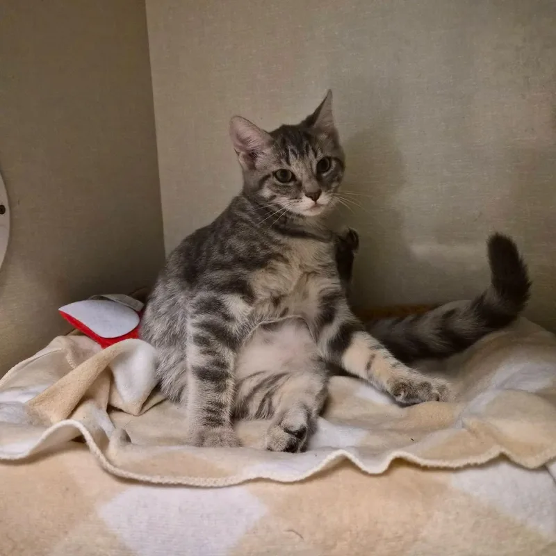 A baby medium-sized female Gray & White Domestic Short Hair cat named Tempest for adoption in Cornelius, NC