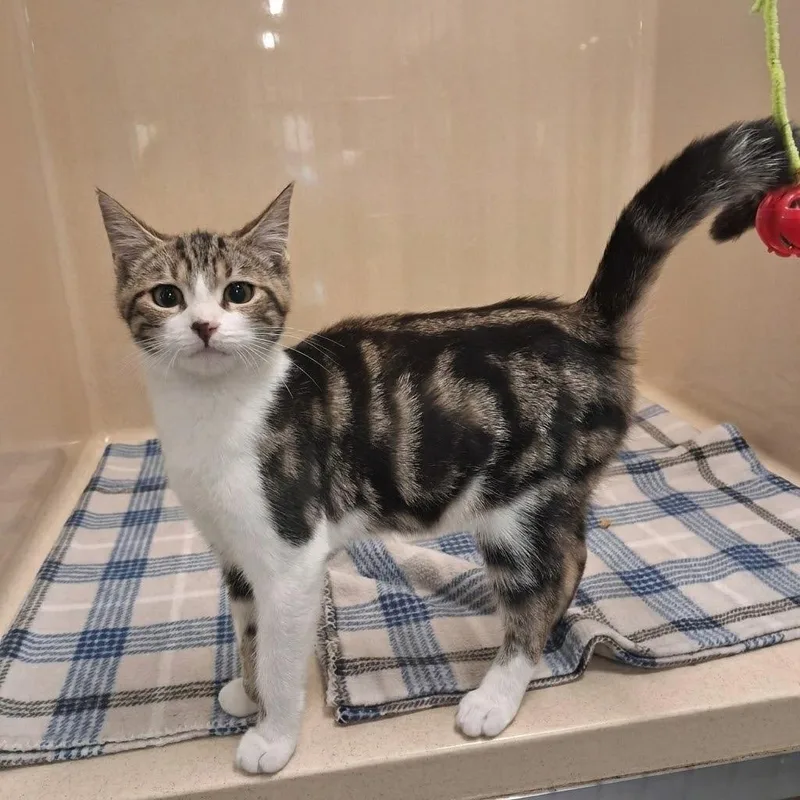 A baby small-sized male Domestic Short Hair cat named Catalog for adoption in Gautier, MS