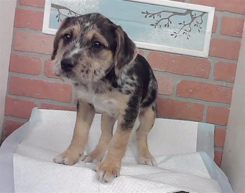 A baby small-sized male Labrador Retriever dog named A for adoption in Houston, TX