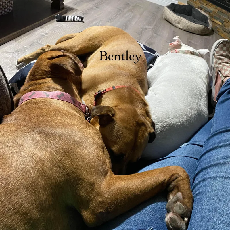 Bentley thumbnail 3