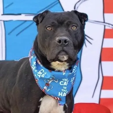 An adult medium-sized male Black Mixed Breed dog named VT Travis for adoption in Midland, TX