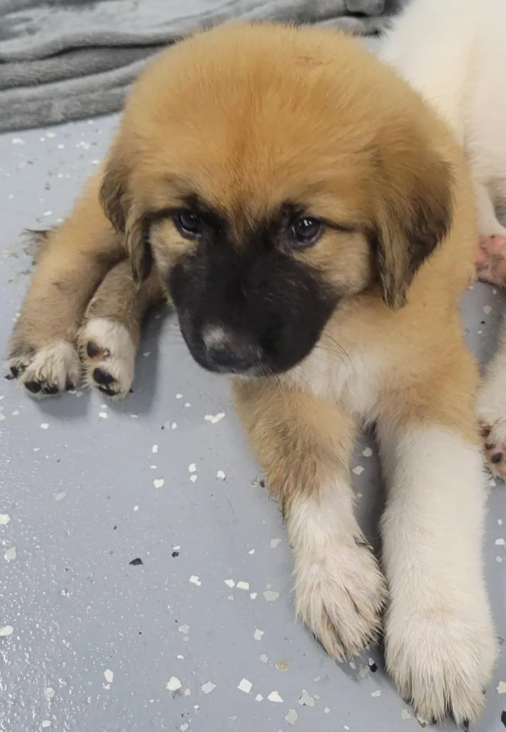 A baby medium-sized male Anatolian Shepherd dog named Gill for adoption in Seven Points, TX