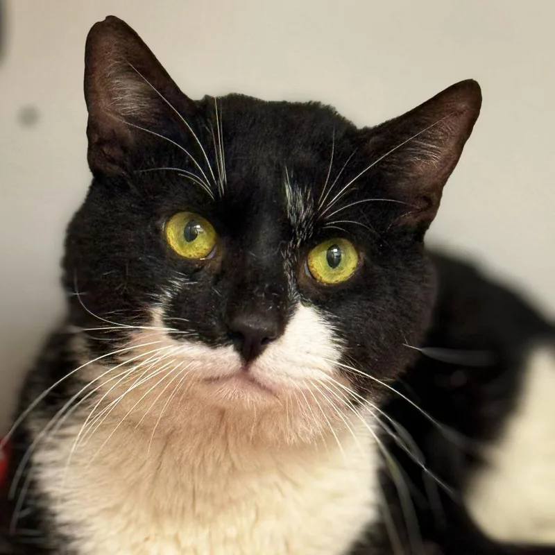 An adult large-sized male Black Domestic Short Hair cat named Abbot for adoption in Boston, MA