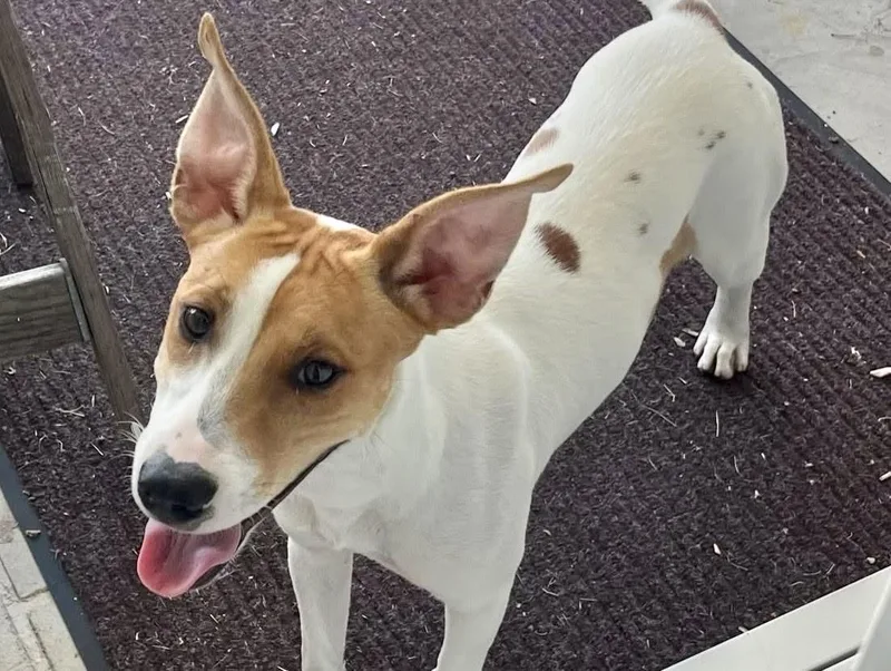 A baby medium-sized male Mixed Breed dog named Monterrey for adoption in tampa, FL