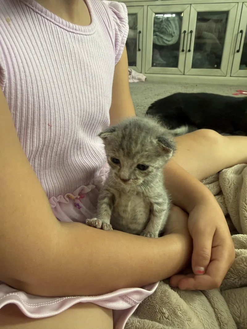 A baby medium-sized female Dilute Tortoiseshell Domestic Short Hair cat named Cotton Candy for adoption in Fruit Heights, UT