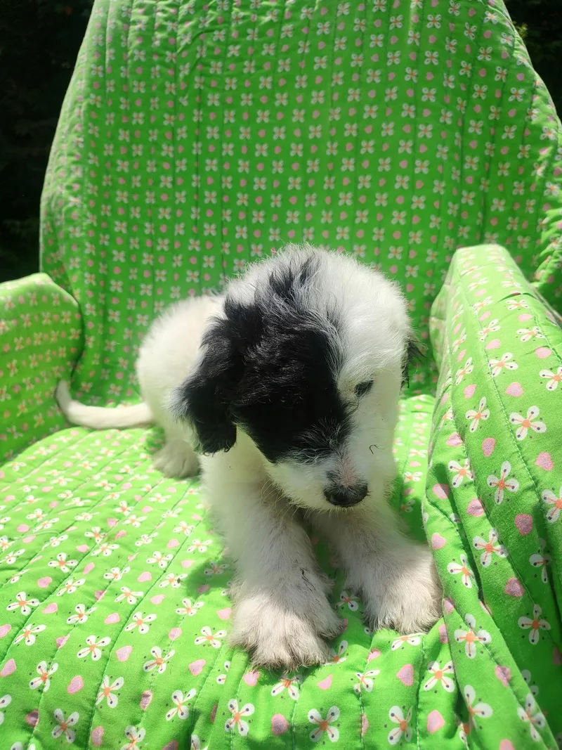 A baby large-sized female Great Pyrenees dog named Aster for adoption in Croydon, NH
