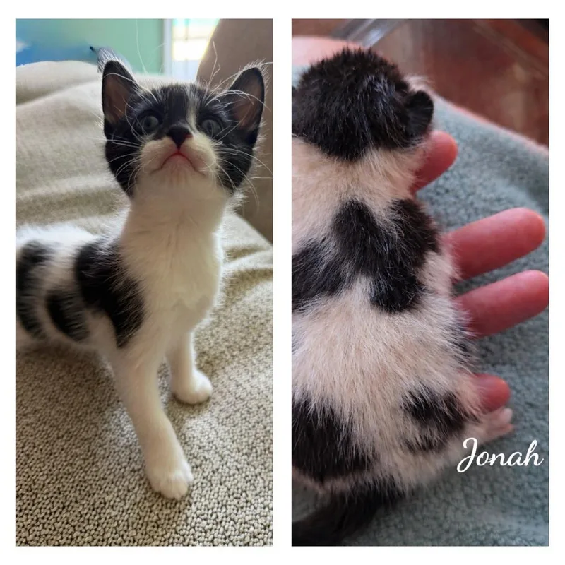 A baby small-sized male White American Shorthair cat named Jonah for adoption in Calimesa, CA