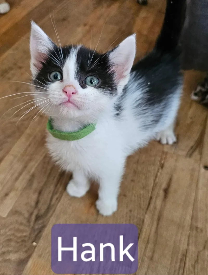 A baby medium-sized male Black & White / Tuxedo Domestic Short Hair cat named Hannah Half White Half for adoption in Kennewick, WA