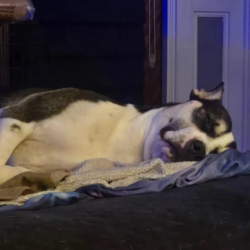 A young medium-sized female Siberian Husky dog named Charlie for adoption in Whitestone, NY