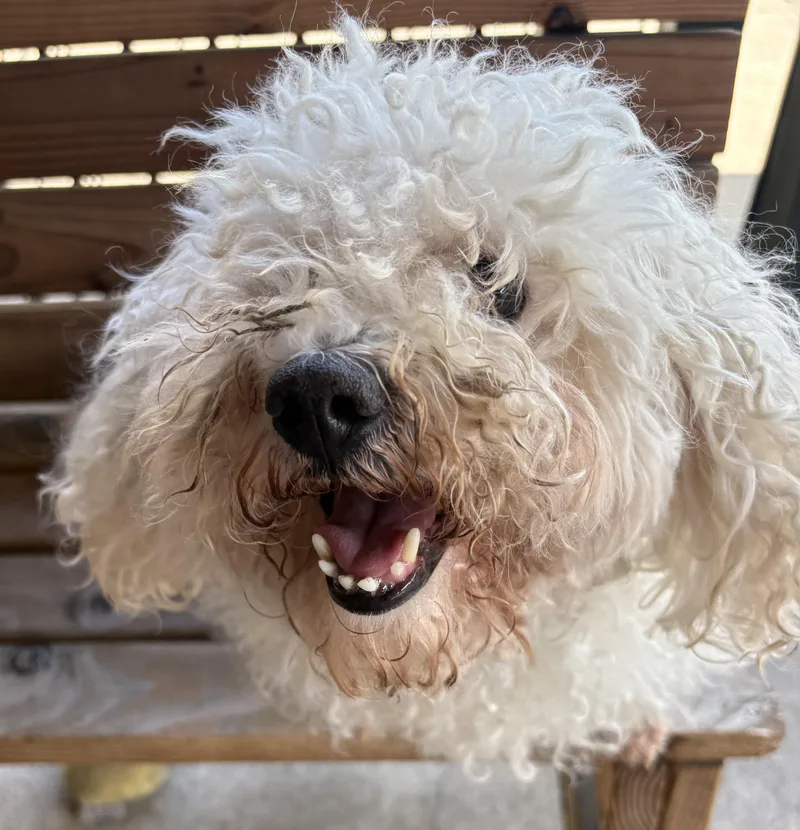 A senior small-sized male White / Cream Poodle dog named Weiss for adoption in Plano, TX
