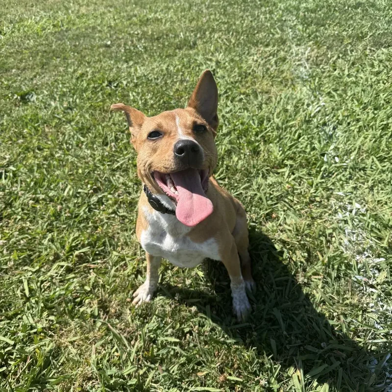 A young medium-sized male Brown / Chocolate Terrier dog named Dougal for adoption in Sacramento, CA