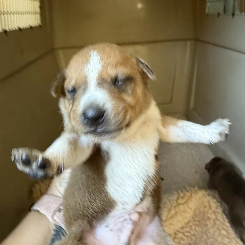 Dougal thumbnail 5