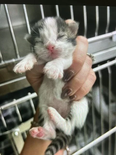 A baby small-sized female Domestic Short Hair cat named Charlotte for adoption in San Bernardino, CA