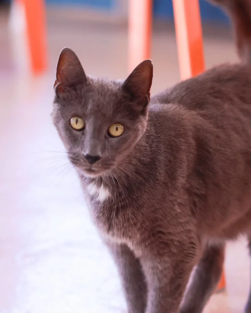 A senior medium-sized male Domestic Short Hair cat named Maximum Destruction for adoption in Bridgeport, CT
