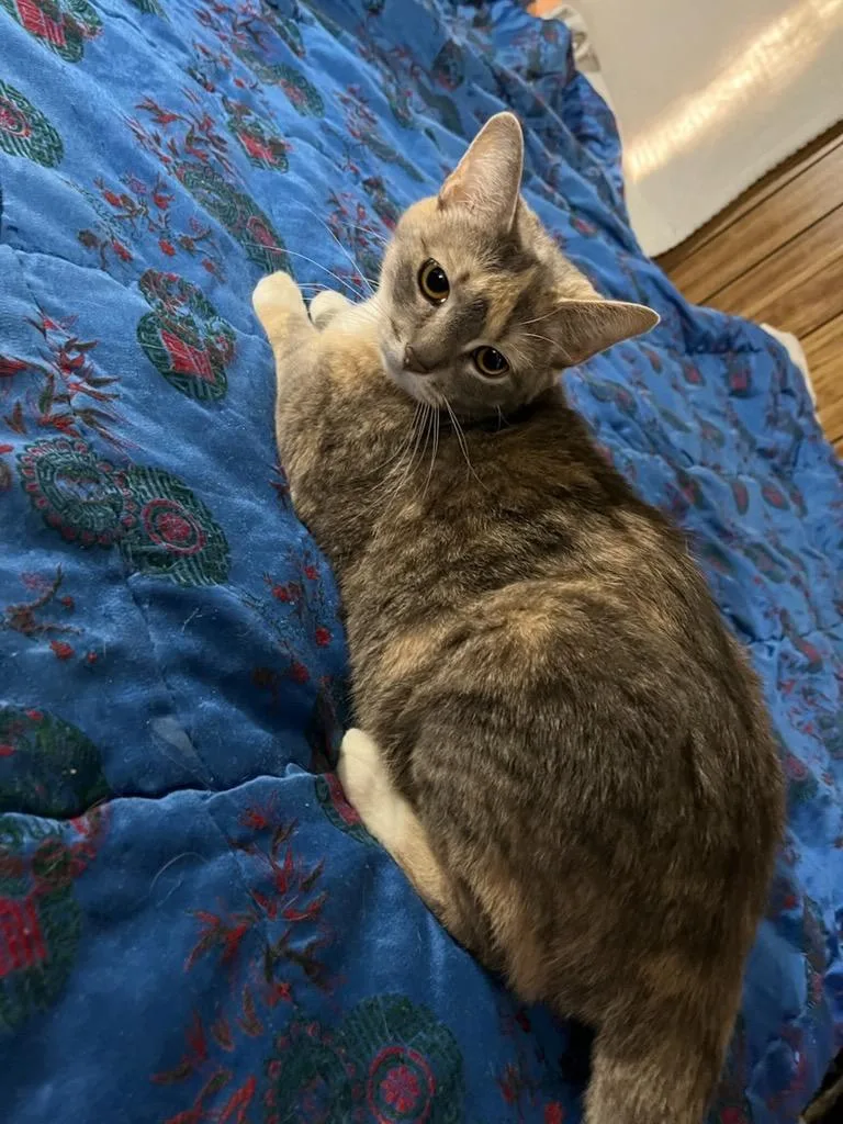 A young medium-sized female Domestic Short Hair cat named Ophelia for adoption in Plattsburgh, NY