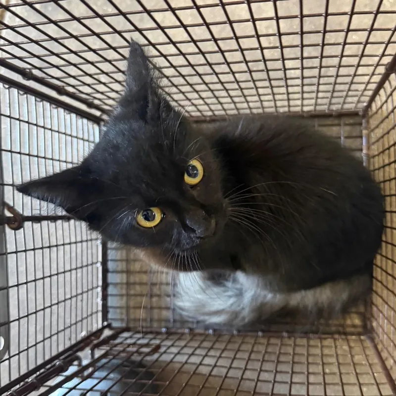 A baby small-sized male Black Domestic Medium Hair cat named Lehi for adoption in Birmingham, AL