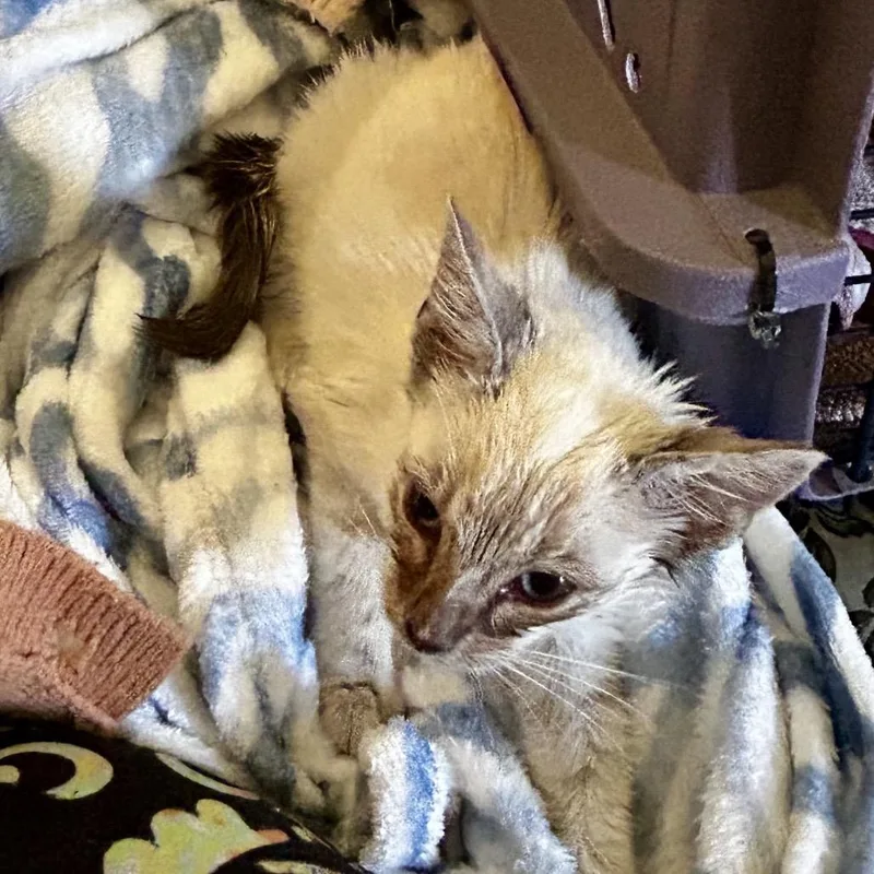 A baby small-sized male Siamese cat named Sandor for adoption in Othello, WA