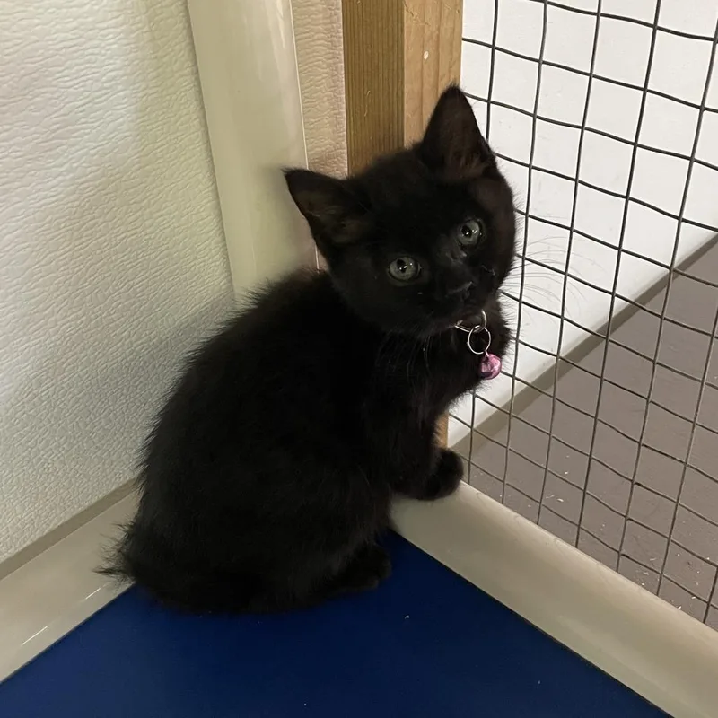A baby small-sized female Black Domestic Short Hair cat named Boo for adoption in Madison, WI