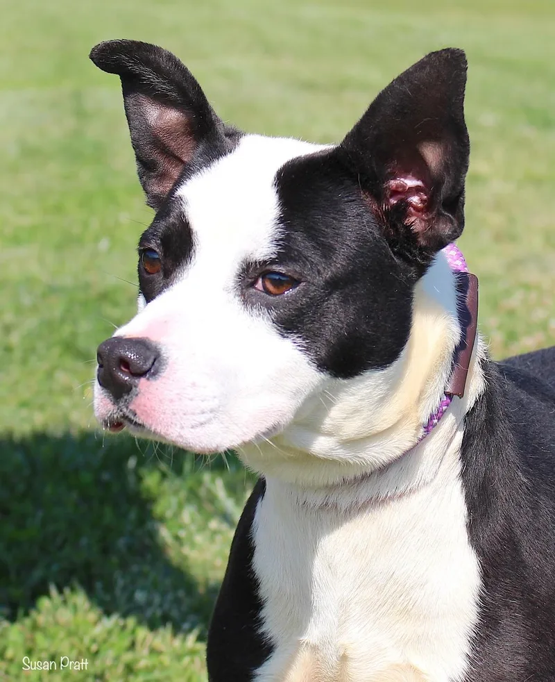 A young medium-sized male Black Bull Terrier dog named Ant for adoption in Bedford, VA