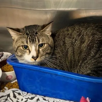 An adult medium-sized male Domestic Short Hair cat named Elderberry for adoption in Cumming, GA
