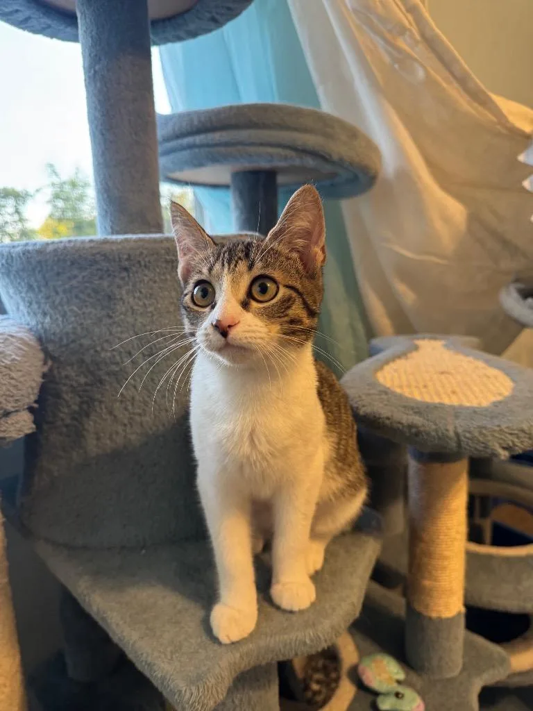 A baby medium-sized female Domestic Short Hair cat named Sushi for adoption in Lancaster, PA