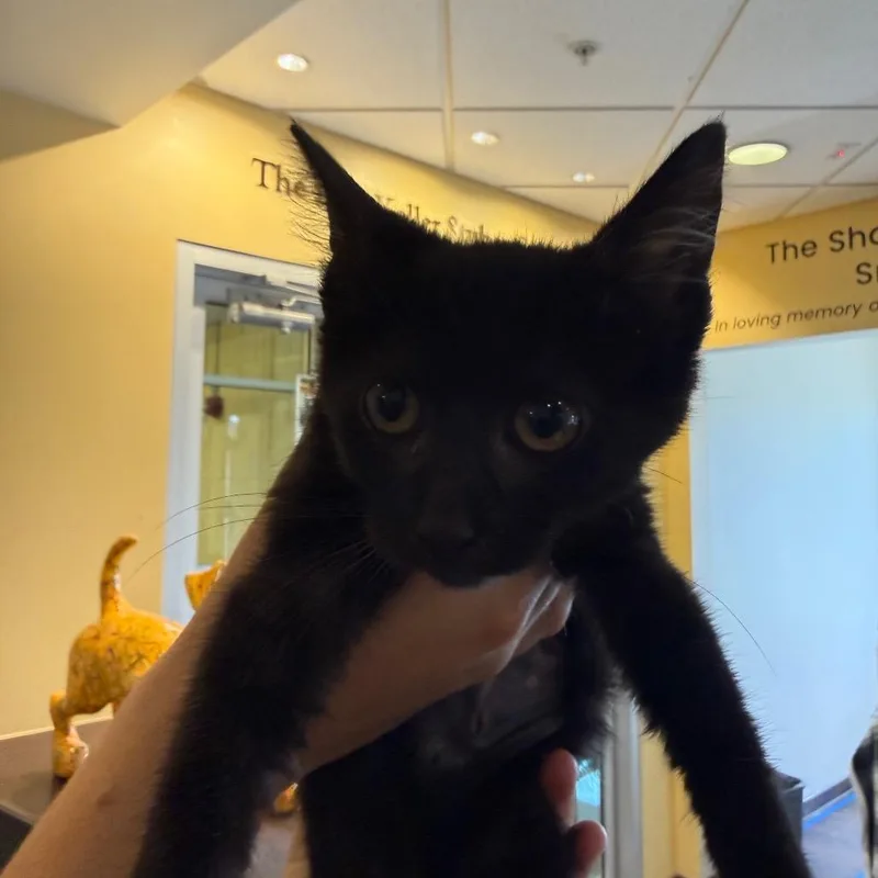 A baby small-sized female Black Domestic Short Hair cat named Carla for adoption in Naples, FL