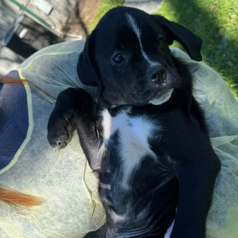 A baby large-sized male Boxer dog named Dallas for adoption in Philadelphia, PA