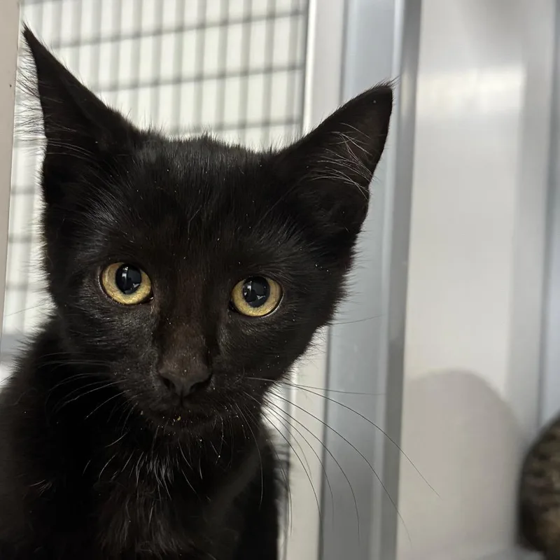 A baby small-sized male Domestic Short Hair cat named Black Male for adoption in Shelbyville, IL