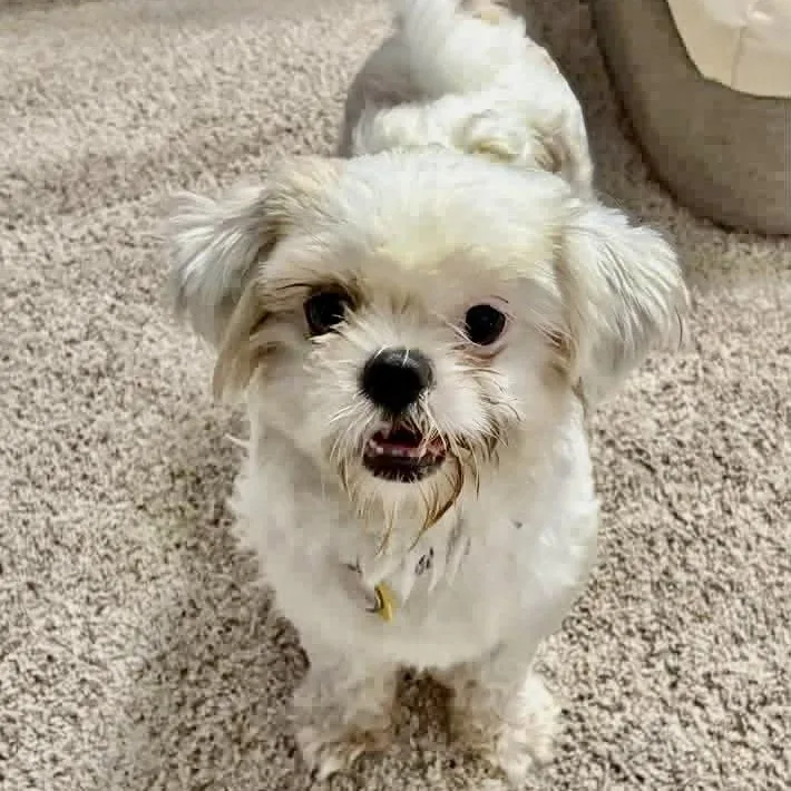 A young small-sized female White / Cream Shih Tzu dog named Leana Miller for adoption in Plano, TX