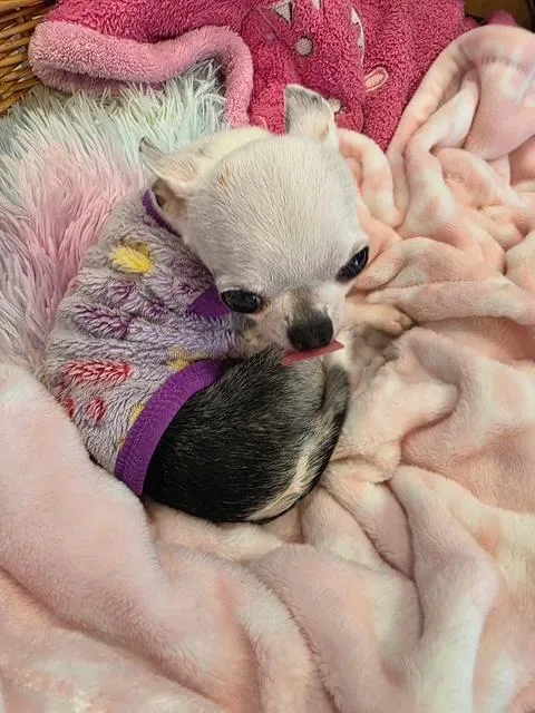 A senior small-sized female Apricot / Beige Chihuahua dog named China for adoption in Wyandotte, MI