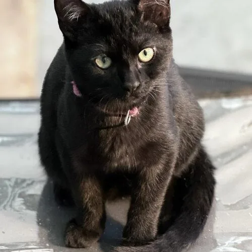 A baby small-sized female Black Domestic Short Hair cat named Tiny Tina for adoption in Tampa, FL