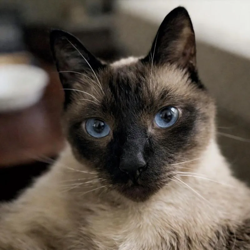 An adult large-sized male Siamese cat named Peanut for adoption in Austin, TX