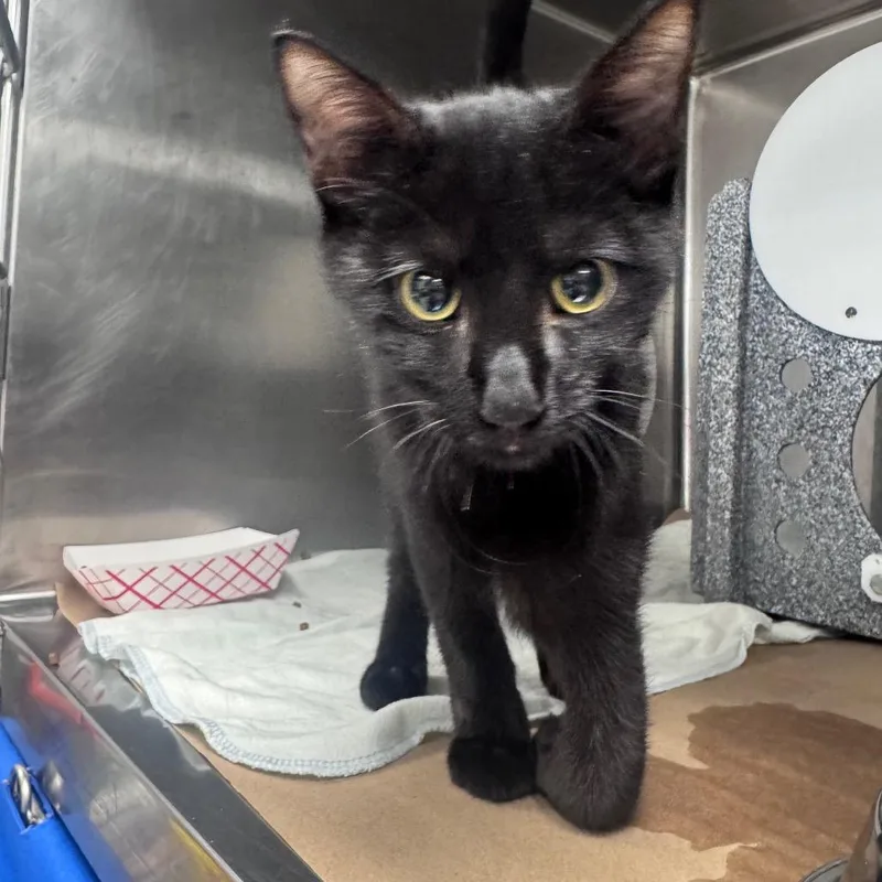 A baby small-sized male Domestic Short Hair cat named Waffle Cone for adoption in Greenville, SC