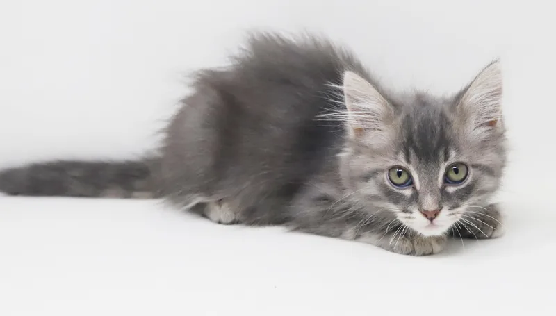 A baby small-sized male Tabby (Gray / Blue / Silver) Maine Coon cat named Baylor is going to for adoption in Bedford Hills, NY