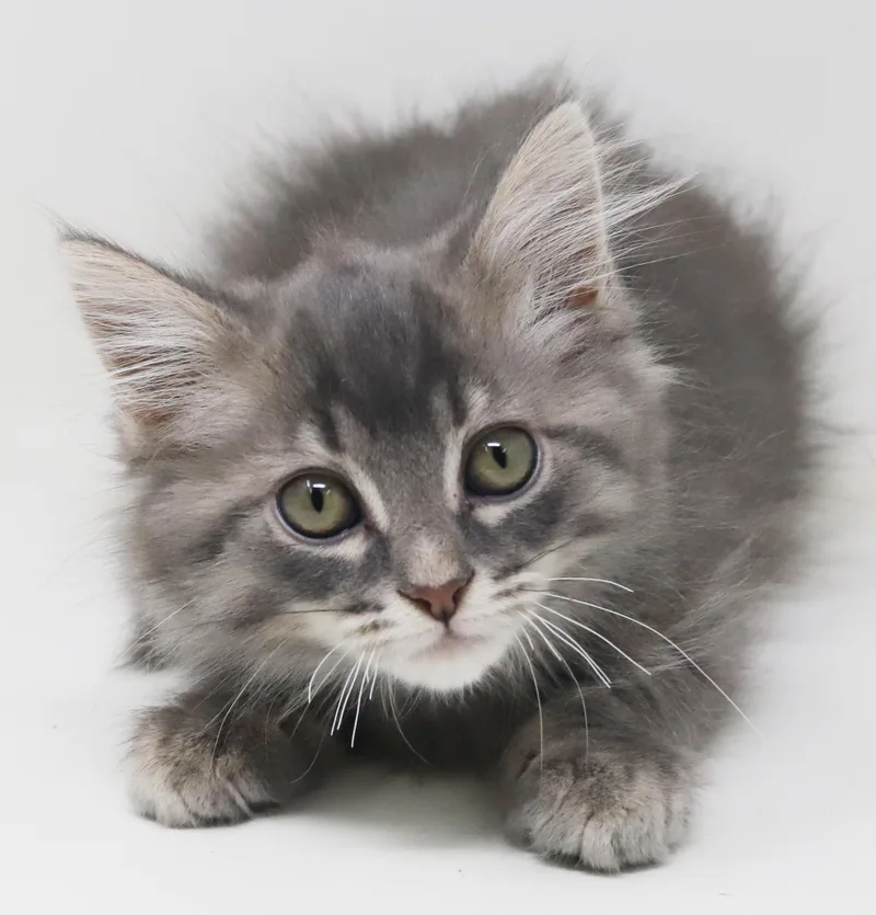 Baylor is going to thumbnail 6
