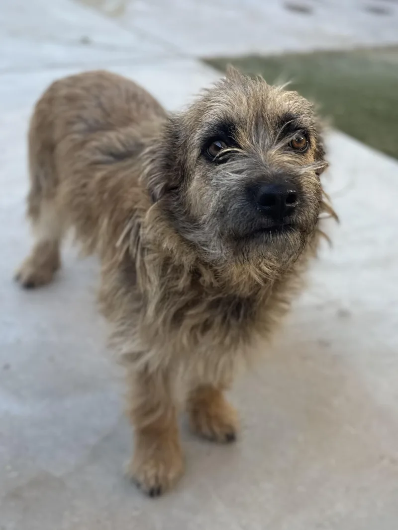 A young small-sized female Terrier dog named Sara for adoption in Boulder City, NV