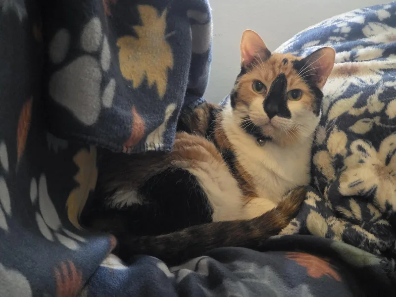 A young medium-sized female Domestic Short Hair cat named Moxie Mosaic for adoption in Orlando, FL