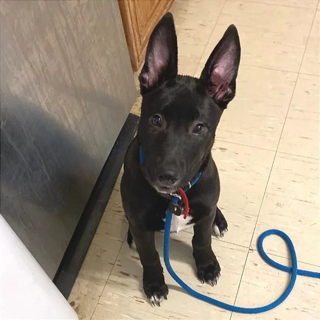 A baby medium-sized female Black German Shepherd Dog dog named Gracie for adoption in Denison, TX