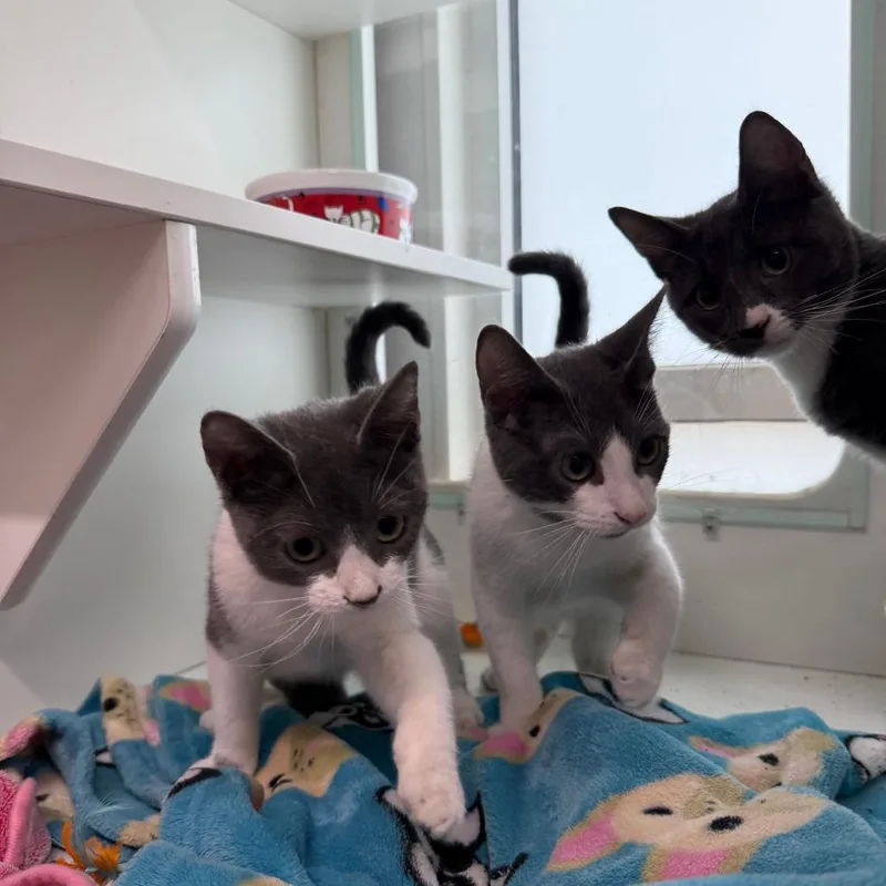 A baby small-sized male Gray / Blue / Silver Domestic Short Hair cat named Wish for adoption in Branford, CT