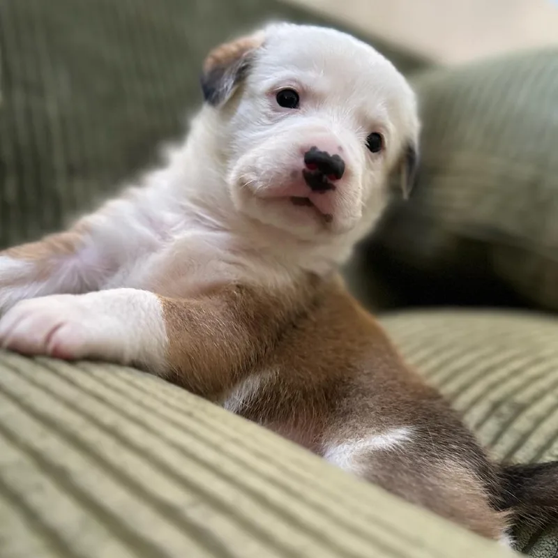 A baby medium-sized female Brown / Chocolate Australian Shepherd dog named Dolly for adoption in Phoenix, AZ