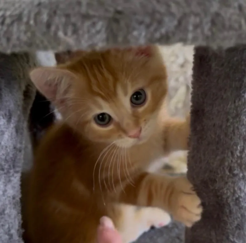 A baby medium-sized male Domestic Short Hair cat named Clyde for adoption in La Porte, IN